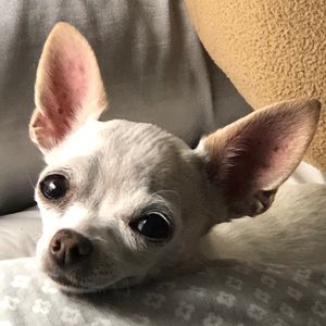 Meet your Posher, Elizabeth